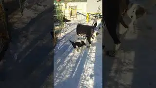 #щенкисао,