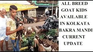 Rajabazar Narkeldanga Kolkata|NEW LOTT|बंगाल के बकरा मंडी मैं अच्छे नेसल की बकरी के बच्चे