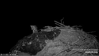 The episode with the island fox (little owl or bat) in the eagle's nest/Лиса и еще кто то?