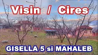 Portaltoi Gisela 5 vs Mahaleb - Ce Alegem pentru Grădina Noastră?
