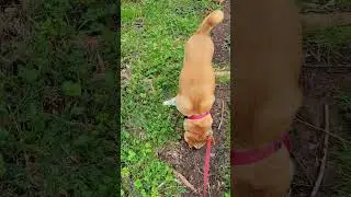 Bamboo Forrest walk