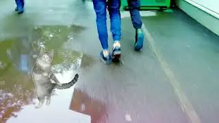 ПОДВЕРТЫШИ. ГДЕ ЖЕ ВЫ? ГОЛЫЕ ЛОДЫЖКИ