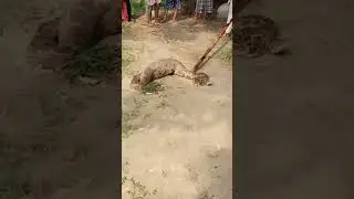 Python eating goat 🐐 - India 