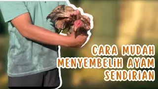 MUDAH DAN CEPAT ‼️Cara mudah menyembelih ayam sendirian di rumah