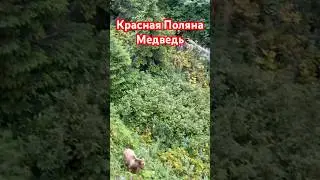 Кавказский Бурый медведь замечен на Красной Поляне #краснаяполяна #медведь #кавказ
