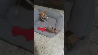 DOGS PLAYTIME
