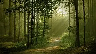 Take a walk in the woods🍃 | 10 Hours