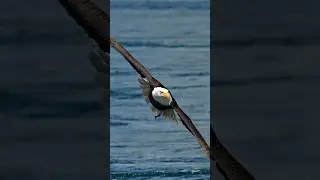 Amazing slow motion bald eagle footage of an eagle grabbing a fish right off of the surface!