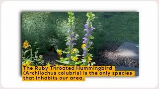 The Buzz on Helping Pollinators - Hummingbirds