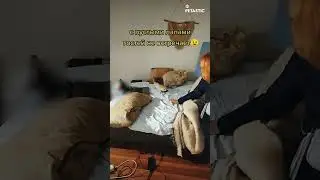 Fennec Fox's Joyful Reunion