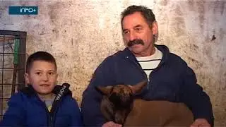 Uzgoj koza u Cerovljanima