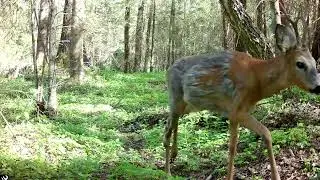 Все звери с ранней весны до лета 2023 год / 361animals