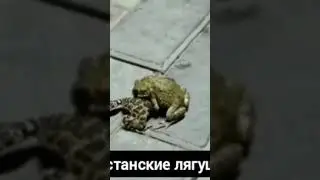 Дагестанкие лягушки