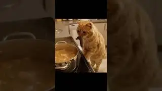 кот готовит суп из мышки