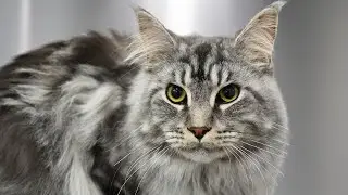 And THIS is why I love Maine Coon cats 😍