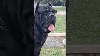 The World is Yours..!!! 🌎  #shorts #canecorso