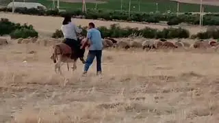 نهفات لاتنسى تحشيش ضحك في سهول الرمثا