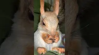 Чип как маленький Гном😀 