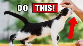 These 23 Treats Will Win Your Cat's Heart RIGHT AWAY (Not Just Food!)