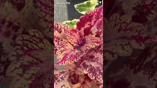 ТОП-10 популярных колеусов