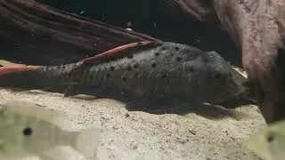 180 gallon south American.