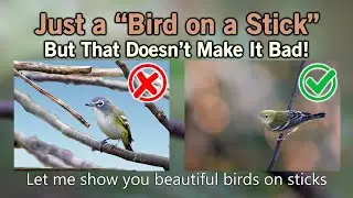 Bird Photography and 