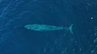 Drone footage of Pygmy blue whales defecating