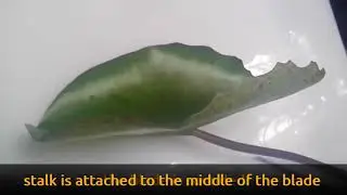 Different shapes of plant, leaf blades (part 2)