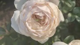 Айворі Ів П'яже ( Ivory Yves Piaget )