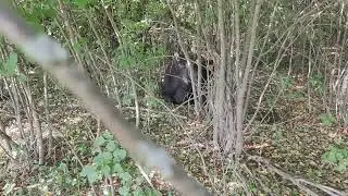 лесное чудовище😱(есть мат)