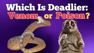 Venomous vs Poisonous: The Deadly Battle of Nature's Defenses!