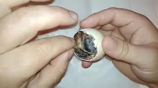 Спасение слабого цыпленка