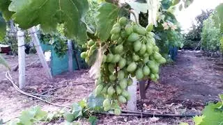 ЧЕРНЫЙ ЛЕБЕДЬ -особенности  сорта!!!