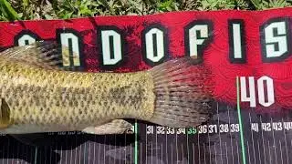 Fly Wing  Essa isca pegou um peixe jamais visto nesse canal