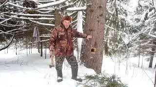 Где щенится куница