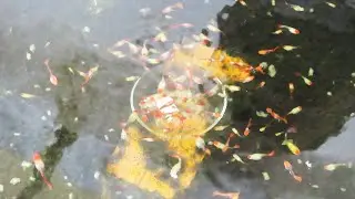 Aquarium (Balloon koi guppies) after 6 months 😍