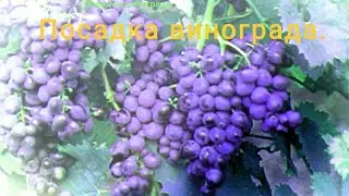 Посадка винограда.
