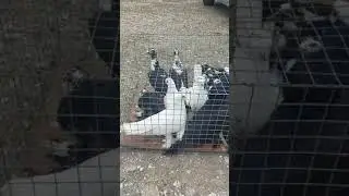 Чечня Ярмарка Голубей