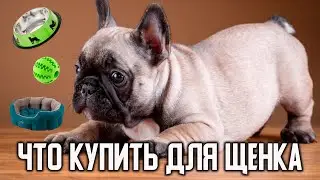5 Essentials for a French Bulldog PUPPY: How to Puppy-Proof Your Home