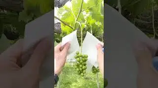 Grapes amazing farming 