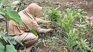 Tanam Sayuran di Pekarangan