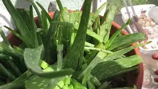 Iguana Eats Aloe Plant