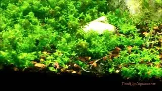 Planted Fishtank Tips:Moving Plants Cleanly