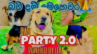 බව් දම් මෙහෙවර ❤️ party 2.0 powered by lexa bea 🐾💗