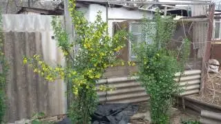 Черная смородина цветёт
