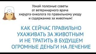 Вебинар Как ухаживать за животным