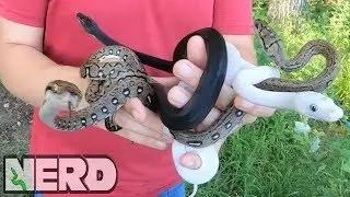 SUPER RARE RETICS! - Piedbald Retics