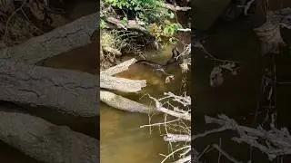 Cottonmouths fighting in the creek!! #cottonmouths #herping #snakes #conservation