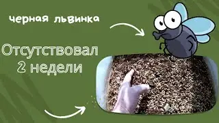 Отсутствовал 2 недели. Что произошло?