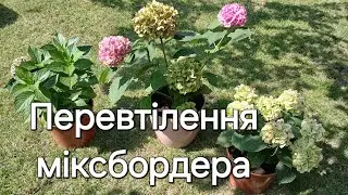 ПЕРЕВТІЛЕННЯ МІКСБОРДЕРА. Пересаджуємо і висаджуємо гортензії. #дачнийагроном #сад #гортензії